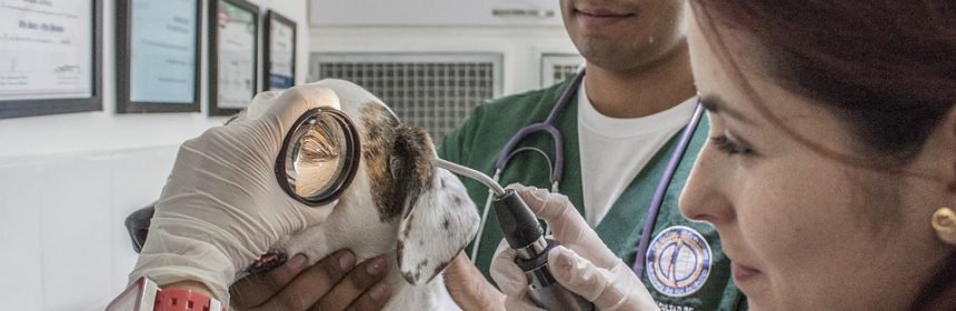 Urgence, besoin d'un vétérinaire?