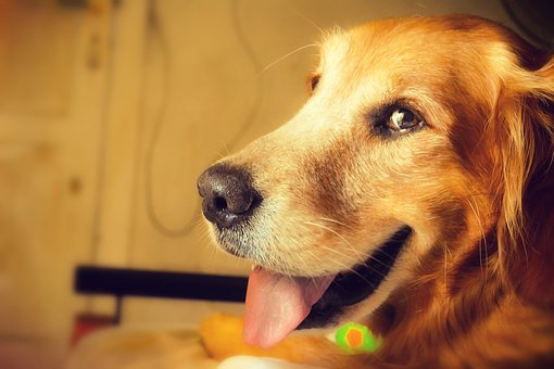 chien
