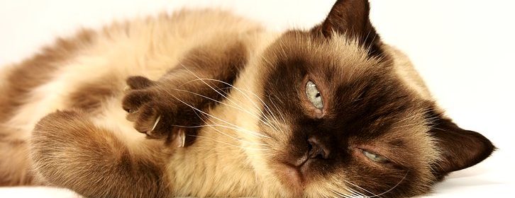 urgence animalière