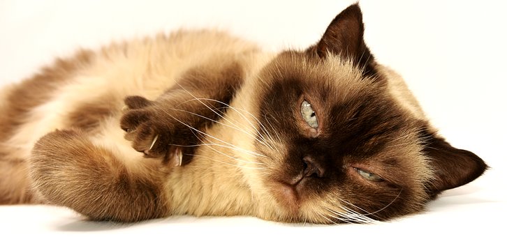urgence animalière